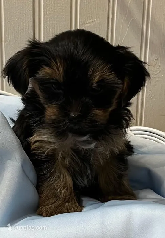 Princess – Yorkshire Terrier puppy for sale in Winnsboro, TX