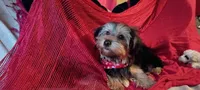 Molly, a female Yorkshire Terrier for sale in Winnsboro, TX – 4 of 4