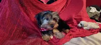 Molly, a female Yorkshire Terrier for sale in Winnsboro, TX – 3 of 4