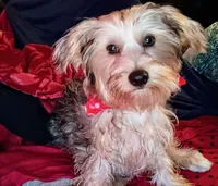 Shadow, a male Yorkshire Terrier for sale in Winnsboro, TX – Photo 3 of 5