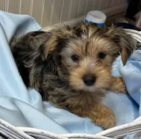 Shadow, a male Yorkshire Terrier for sale in Winnsboro, TX – Photo 1 of 5