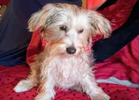 Shadow, a male Yorkshire Terrier for sale in Winnsboro, TX – Photo 2 of 5