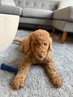 Rosco, a male Goldendoodle for sale in Fort Lauderdale, FL – Photo 3 of 7