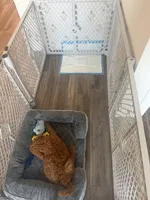 Rosco, a male Goldendoodle for sale in Fort Lauderdale, FL – Photo 5 of 7