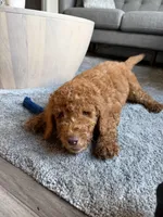 Rosco, a male Goldendoodle for sale in Fort Lauderdale, FL – Photo 4 of 7