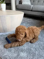 Rosco, a male Goldendoodle for sale in Fort Lauderdale, FL – Photo 6 of 7