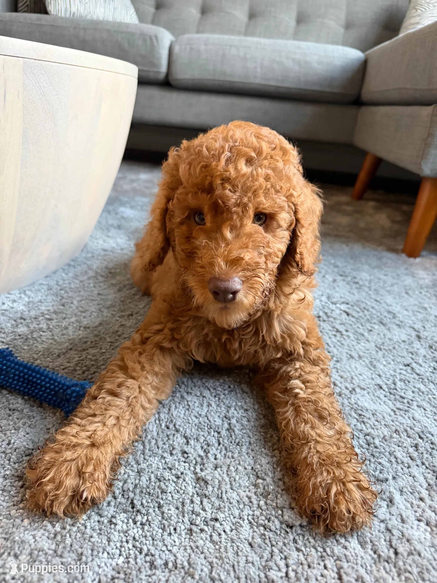 Rosco – Goldendoodle puppy for sale in Fort Lauderdale, FL
