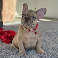 Jet, a  French Bulldog for sale in Waterbury, CT – 4 of 5
