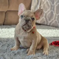 Jet, a  French Bulldog for sale in Waterbury, CT – 3 of 5