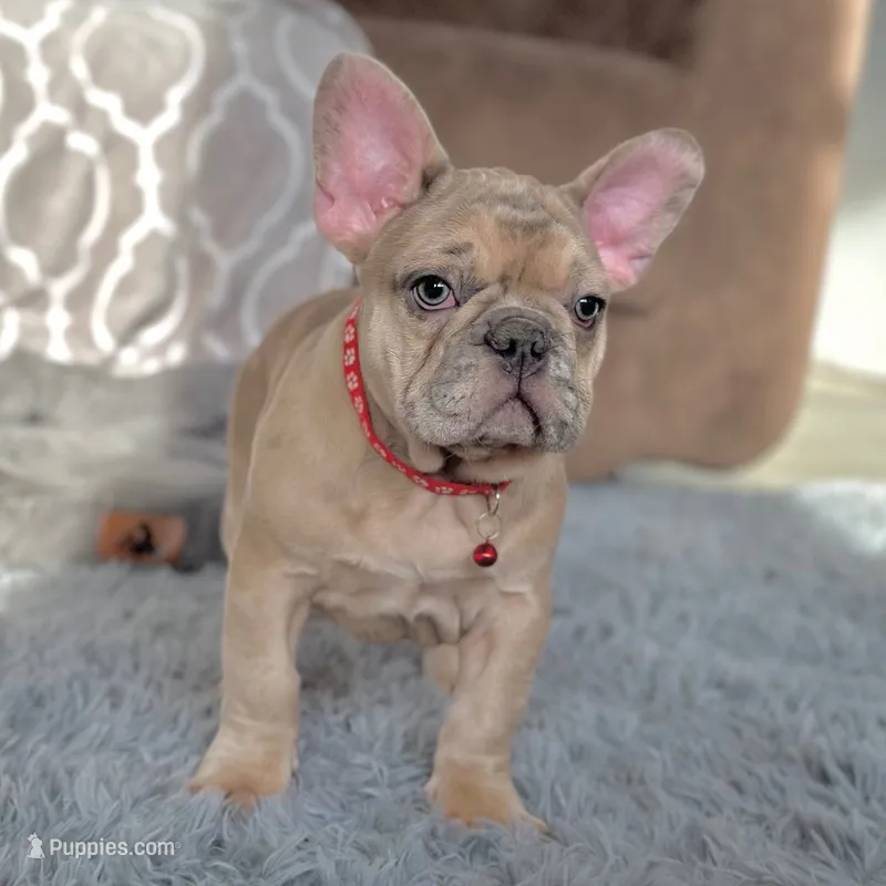 Jet – French Bulldog puppy for sale in Waterbury, CT