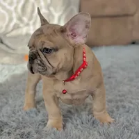 Jet, a  French Bulldog for sale in Waterbury, CT – 5 of 5