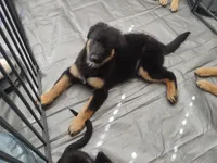 Boy #3, a male Belgian Malinois and German Shepherd Dog for sale in Menifee, CA – Photo 2 of 4