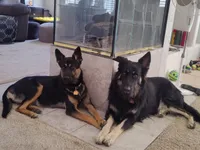 Boy #3, a male Belgian Malinois and German Shepherd Dog for sale in Menifee, CA – Photo 4 of 4