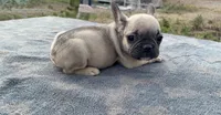Squeaky, a male French Bulldog for sale in Clewiston, FL – Photo 1 of 4