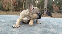 Jerry, a male French Bulldog for sale in Clewiston, FL – Photo 2 of 3