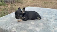 Chippy, a male French Bulldog for sale in Clewiston, FL – Photo 4 of 5