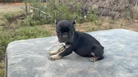 Chippy, a male French Bulldog for sale in Clewiston, FL – Photo 1 of 5