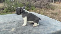 Oreo, a male French Bulldog for sale in Clewiston, FL – Photo 3 of 4