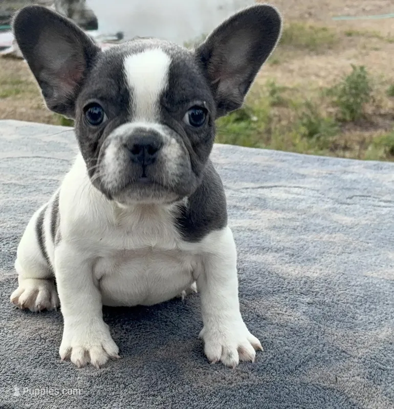 Oreo, a male French Bulldog for sale in Clewiston, FL – Photo 1 of 4