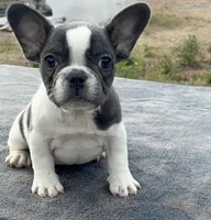 Oreo, a male French Bulldog for sale in Clewiston, FL – Photo 1 of 4