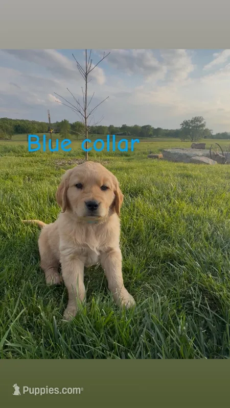 Blue collar male, a male Golden Retriever for sale in Marceline, MO – 1 of 1