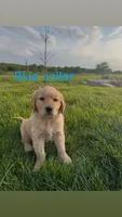Blue collar male, a male Golden Retriever for sale in Marceline, MO – 1 of 1