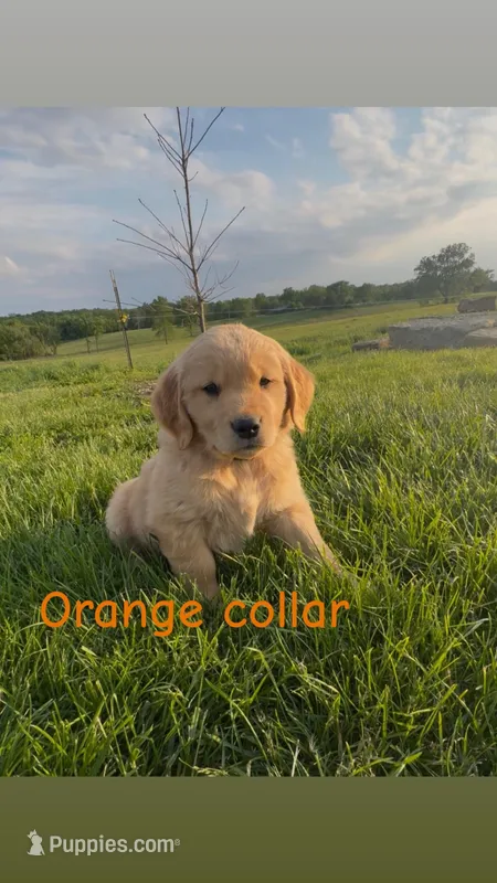 Orange Collar male  – Golden Retriever puppy for sale in Marceline, MO