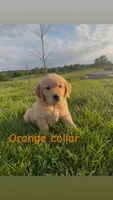 Orange Collar male , a male Golden Retriever for sale in Marceline, MO – 1 of 1