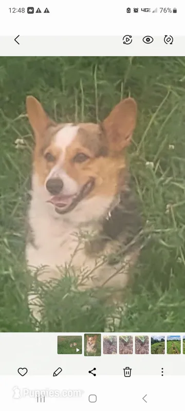 Suzie, a female Pembroke Welsh Corgi for sale in Marceline, MO – Photo 1 of 1