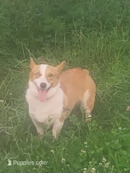 Hazel, a female Pembroke Welsh Corgi for sale in Marceline, MO – Photo 1 of 1