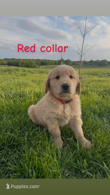 Red collar Male – Golden Retriever puppy for sale in Marceline, MO