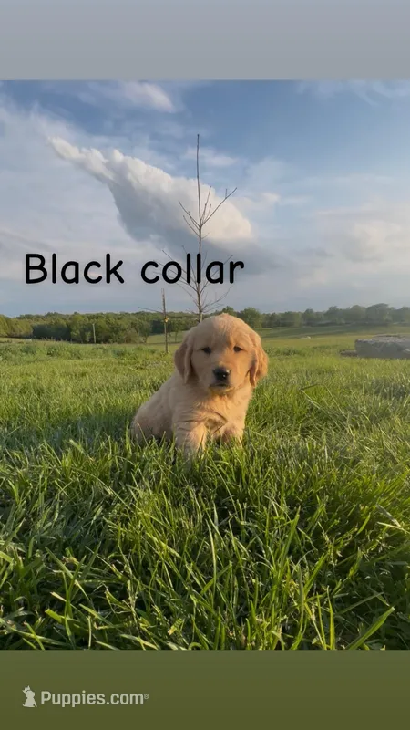 Black collar male – Golden Retriever puppy for sale in Marceline, MO