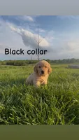 Black collar male, a male Golden Retriever for sale in Marceline, MO – 1 of 1