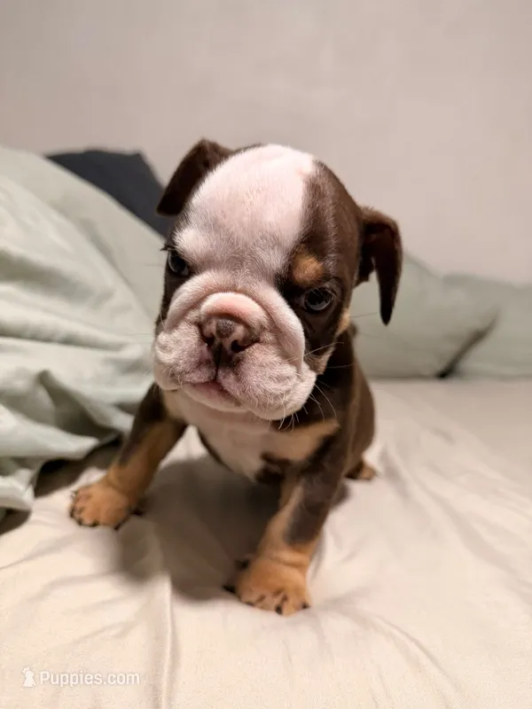 English bulldog  – English Bulldog puppy for sale in San Diego, CA