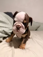 English bulldog , a male English Bulldog for sale in San Diego, CA – 1 of 3