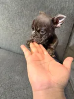 🤎 Chocolate English Bulldog Puppy Available 🤎, a female English Bulldog for sale in San Diego, CA – 3 of 3