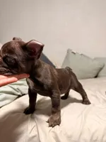 🤎 Chocolate English Bulldog Puppy Available 🤎, a female English Bulldog for sale in San Diego, CA – 2 of 3