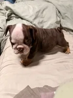 English bulldog , a male English Bulldog for sale in San Diego, CA – 2 of 3