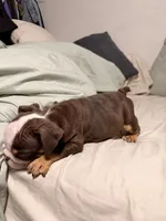 English bulldog , a male English Bulldog for sale in San Diego, CA – 3 of 3