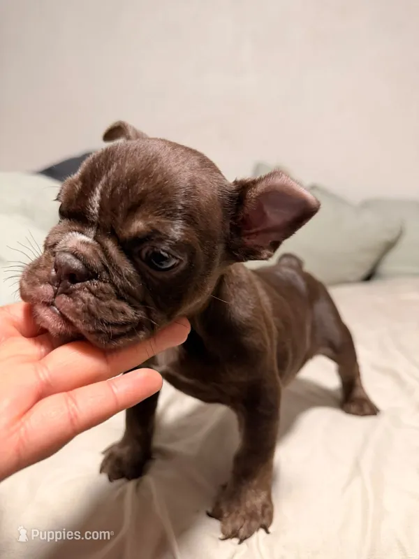 🤎 Chocolate English Bulldog Puppy Available 🤎 – English Bulldog puppy for sale in San Diego, CA