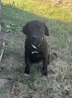 Venom, a male Cane Corso for sale in Neosho, MO – 2 of 6