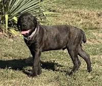 Venom, a male Cane Corso for sale in Neosho, MO – 3 of 6