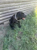Venom, a male Cane Corso for sale in Neosho, MO – 6 of 6