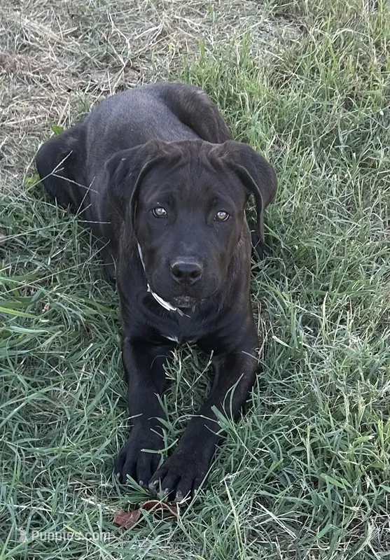 Venom – Cane Corso puppy for sale in Neosho, MO