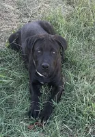 Venom, a male Cane Corso for sale in Neosho, MO – 1 of 6