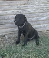 Venom, a male Cane Corso for sale in Neosho, MO – 5 of 6