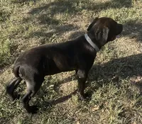 Venom, a male Cane Corso for sale in Neosho, MO – 4 of 6