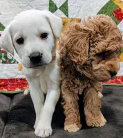 processed/f285ffcb-f0f3-476b-8cab-5ec413ffbd0a/facility/f0da2335-ed65-4cbb-b9dd-fec66d03f30c