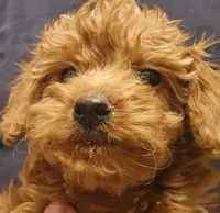 Gentri Micro f1b, a female Goldendoodle and Miniature Goldendoodle for sale in San Diego, CA – Photo 10 of 10