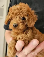 Gentri Micro f1b, a female Goldendoodle and Miniature Goldendoodle for sale in San Diego, CA – Photo 1 of 10